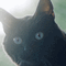 魔法使いと黒猫のウィズ、500万DL突破記念キャンペーン実施中