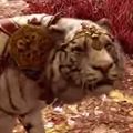 急にアジアンファンタジー全開!人気FPSゲームFARCRY 4で弟者が地上の楽園シャングリラ編を実況プレイの画像