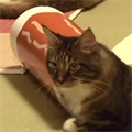 11時間ねこながめ放題!「リアルねこあつめ」アーカイブ動画がやばいの画像