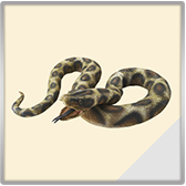 ss1