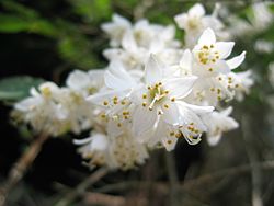 Deutzia_crenata_01
