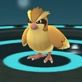 ポケモンGOのポッポがピジョンに進化するために必要なアメの数はいくつ？【ポケモン クイズ＆トリビア】の画像