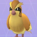 酉年ということで、奇跡のポッポたちをお納め下さい。ポケモンGOで撮れたあんなポッポ、こんなポッポ！【ポケモン噂の事件簿291】の画像