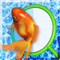 THE 金魚すくいの画像