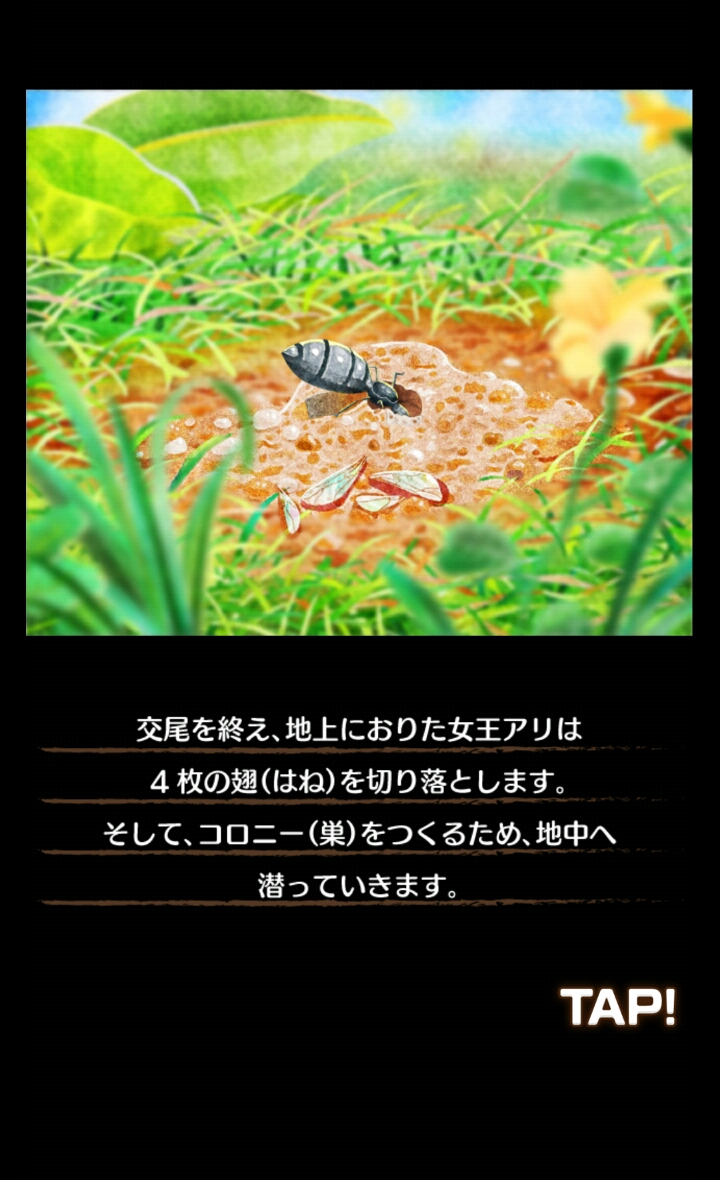 アリの巣コロニー androidアプリスクリーンショット2