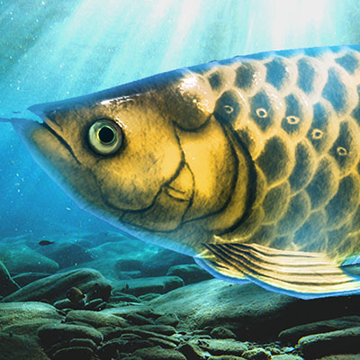 稚魚から育てるアロワナ（飼育ゲーム）のアプリアイコン