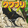 クワブリ(体験版)の当時のゲーム画面