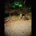 iHolga アイホルガの当時のゲーム画面3
