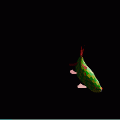 Eustenopteronの当時のゲーム画面2