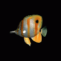 ButterflyFishの当時のゲーム画面