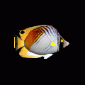 ButterflyFish2の当時のゲーム画面
